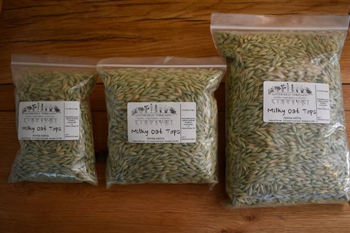 Gathered Threads Bulk Herbs - Milky Oat Tops